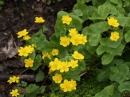 Marsh Marigolds